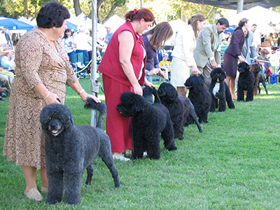 Best of Breed Ring 2006