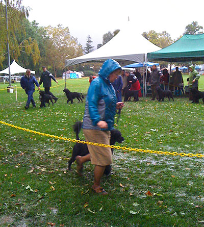 2010 Best of Breed Ring