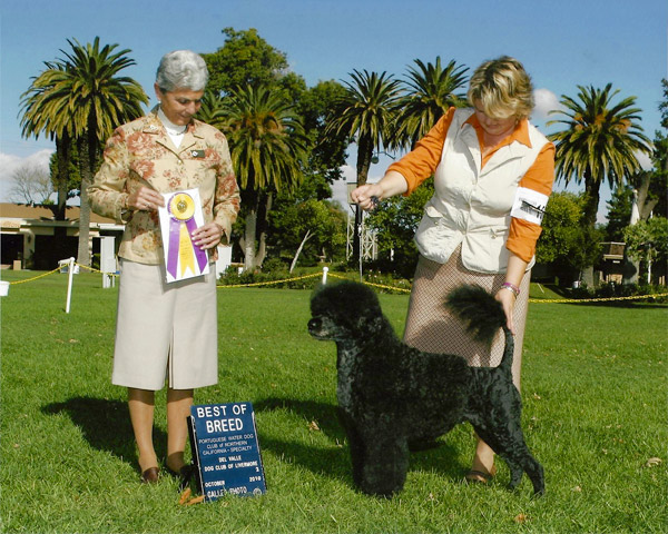 Best of Breed 2010