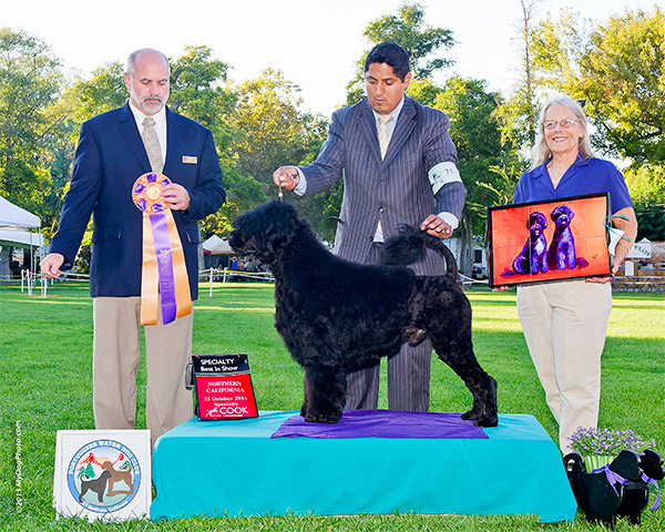 Best of Breed 2011